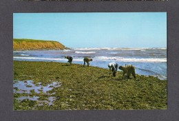 PRINCE EDWARD ISLAND - ILE DU PRINCE EDWARD - RUSTICO - GATHERING IRISH MOSS AT NORTH RUSTICO - Sonstige & Ohne Zuordnung