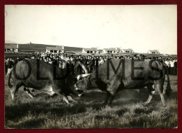 MONTALEGRE - LUTA DE TOUROS - 1960 REAL PHOTO PC - Vila Real