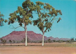 Twin Ghost Gums, Burt Bluff In Background, On Hermannsburg Road, NT - National View BP9031-1 - Non Classés