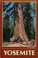 CPSM Yosemite-Grizzly Giant   L1476 - Yosemite