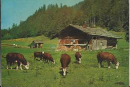 Lons Le Saunier - Troupeau En Montagne - Franche-Comté