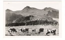 HAUTE-SAVOIE  /  BELLEVAUX  /  LES  PÂTURAGES  D' IRMENTE  ( Vaches ) /  Edit.  J. CELARD - Bellevaux