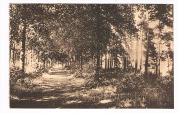 B4555    COMBLAIN-AU-PONT : Hotel Des Glycines - Al 'ee Dans Les Bois De Sapins St-Martin - Comblain-au-Pont