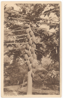 CPA TRINIDAD - WILD PA-PAW TREE - Trinidad