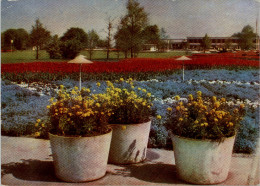 AK Erfurt, Iga, Großes Blumenmeer Mit Blick Zur Hauptgaststätte, Gel, 1967 - Erfurt