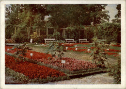 AK Kulturpark Erfurt, Partie Im Begoniengarten, Ung, 1956 - Erfurt