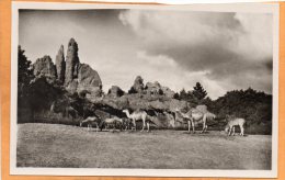 Carl Hagenbecks Tierpark Altona Stellingen Hamburg 1920 Postcard - Altona