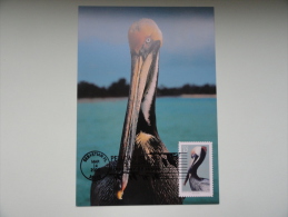 CARTE MAXIMUM MAXIMUM CARD  PELICAN BRUN BROWN PELICAN RARE USA - Pelicans