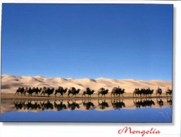 (126) Mongolia - Camels - Mongolië