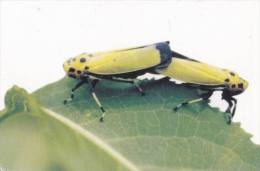 Insect - Black-tipped Leafhopper (Bothrogonia Japonica Ishihara), Korea's Postcard - Insetti