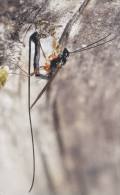 Insect - Ichneumonidae Sp., Lulang National Forest Park, Nyingchi County Of Tibet, China - Insectes