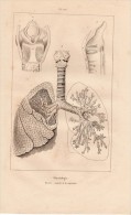 Gravure XIXe - Physiologie - Homme (Organes De La Respiration - Anatomie) - Prenten & Gravure