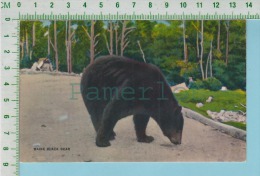 Main Black Bear  ( Ours Noir Du Maine USA ) Cpm Post Card Carte Postale 2 Scans - Ours