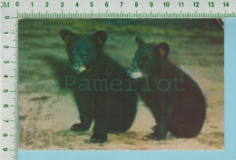 Black Bear Cubs  ( Oursons  1954 ) Cpm Post Card Carte Postale 2 Scans - Ours