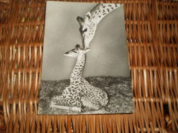 Giraffe Alte Postkarte Postcard Germany - Girafes