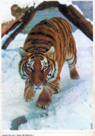 - TIGRE De Sibérie - - Tigres