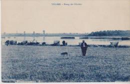 VILLARS 01 ETANG DES GLAREINS TROUPEAU DE VACHES BELLE CARTE RARE !!! - Villars-les-Dombes