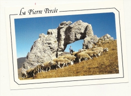 Cp, Agriculture, La Pierre Percée (Dauphiné), Moutons - Breeding