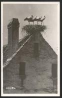 RIBURG Storchennest Storch Gemeinde Möhlin Rheinfelden AG Ca. 1945 - Möhlin