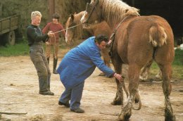 29.Elliant.Un Palfrenier Prepare Une Saillie - Elliant