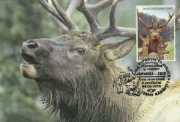 Romania / Maxi Card / Deer - Vaches