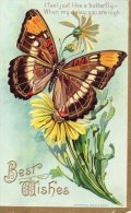 Illustrée Sinée D. MAYER Gaufrée Et Dorée : Papillon Et Marguerites . - Insectes