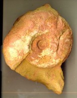 Ammonite Aalénien ( Belmont France )  9 X 8 Cm ( On Distingue Quelques Sutures ) - Fossiles