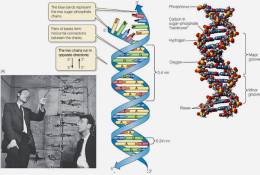 ( AN03-054  ) @      DNA Chemistry Biochemistry Gene  .   Pre-stamped Card  Postal Stationery- Articles Postaux - Chemie