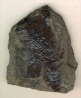 Fragment De Calamites Prêles Géantes Et Tiges Fossilisées  Carbonifère  Stépnanien 7 X 6 Cm - Fossielen