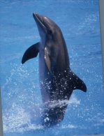 (225) Dolphin - Dauphin - Dolphins