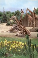 (225) Girafe - Giraffe - Girafes