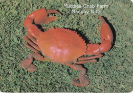 Muddies Crab Farm, Mackay, Queensland - Collectors Choice W383 Unused - Mackay / Whitsundays