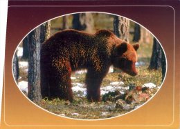 (401) Ours Brun - Brown Bear - Ours
