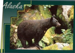 (401) Ours Noir Alaska  - Black Bear - Ours