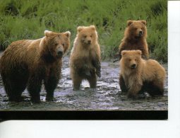 (401) Ours   - Grizzly Bear - Ours