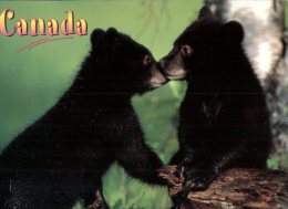 (401) Canada Black Bear Cubs - Ours Noir - Ours