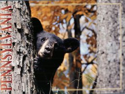 (401) Black Bear - Ours Noir - Ours