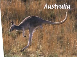 (302) Australia -  Kangaroo - Outback