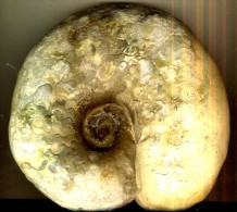 Ammonite CERATITE NODOSUS  Muschelkalk 240 Millions D'années  15 X 13 Cm - Fossils