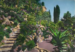 Jardin Exotique De Monaco  -  L`Allee  Des Aloes   A-1868 - Jardin Exotique