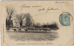 CHATEAUVILLAIN Une Matinée D'hiver Au Parc (daim) - Chateauvillain