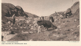 QQ 516  / C P A - GROENLAND  -  DES VACHES EN GROENLAND SUD - Greenland