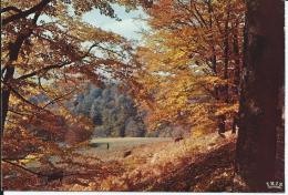 AUTOMNE EN LIMOUSIN - Limousin