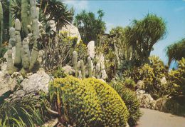 Cp , MONACO , Le Jardin-Exotique , Cactée Laineuse Du Pérou - Jardin Exotique