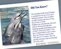 (930) Australia - Did You Know - Dolphin - Delfines