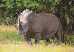 South Africa PPC White Rhinoceros Witrenoster Airmail Lugpos Par Avion Label JOHANNESBURG 1982 To Denmark (2 Scans) - Neushoorn