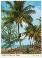 BAHAMAS-CLIMBING FOR COCONUTS / THEMATIC STAMP-MARINE LIFE - Bahamas