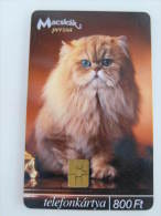 Hungary Chip Phonecard,cat,used - Katzen