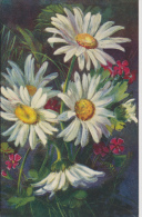 C. CHIOSTRI, FLOWERS, MARGUERITAS, MINT Cond. PC, Not Mailed 1930s, NO SIGNATURE - Chiostri, Carlo