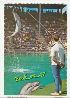 {35028} USA , Sea World , High Jumping Dolphin - Dauphins